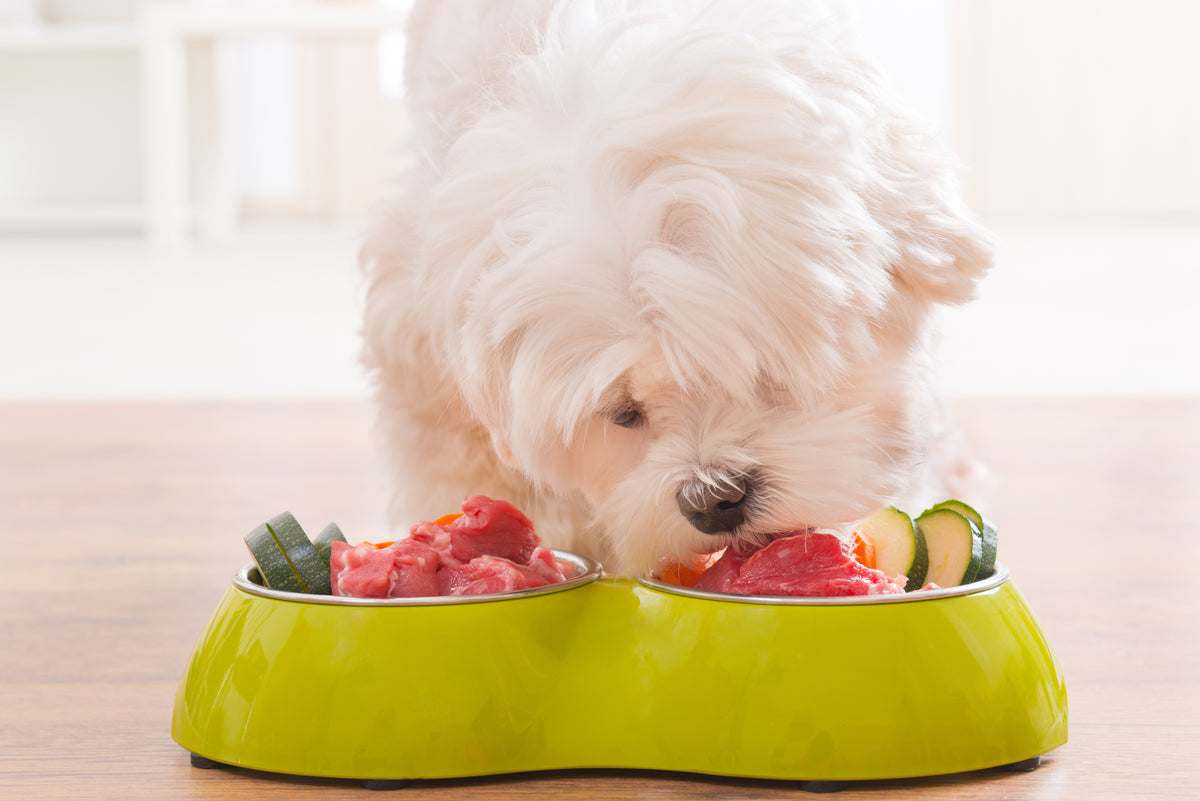 gutChek for Pets: Discover What Your Dog Needs to Feel Great